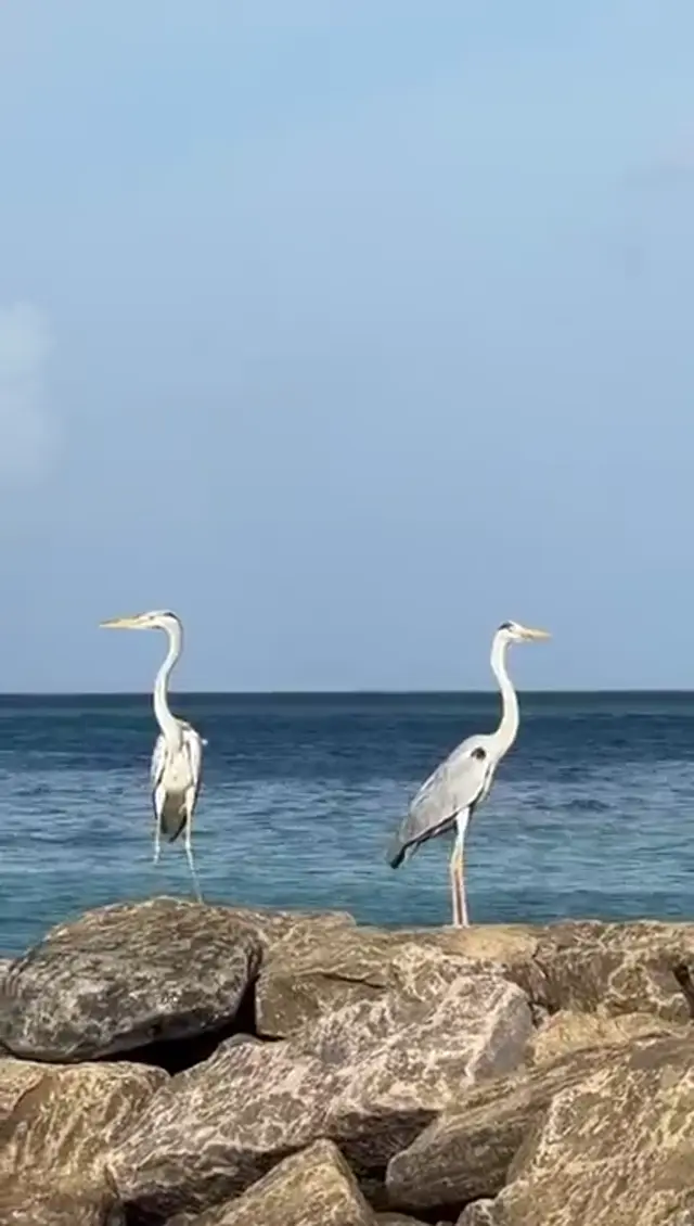 Bikini Beach — video
