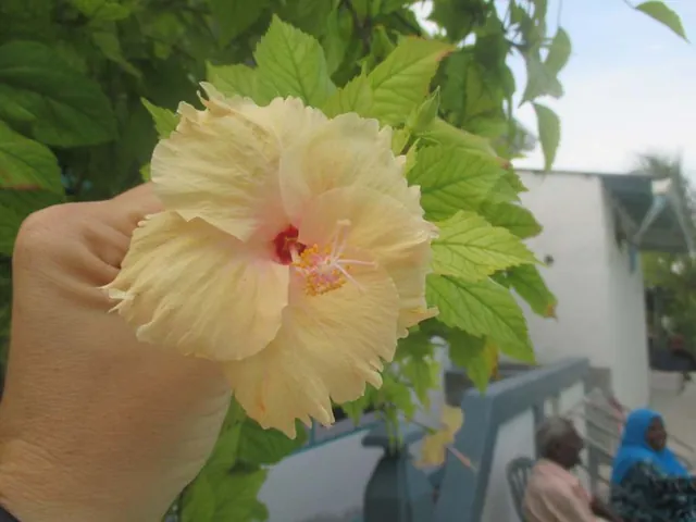 Keyodhoo — l'isola