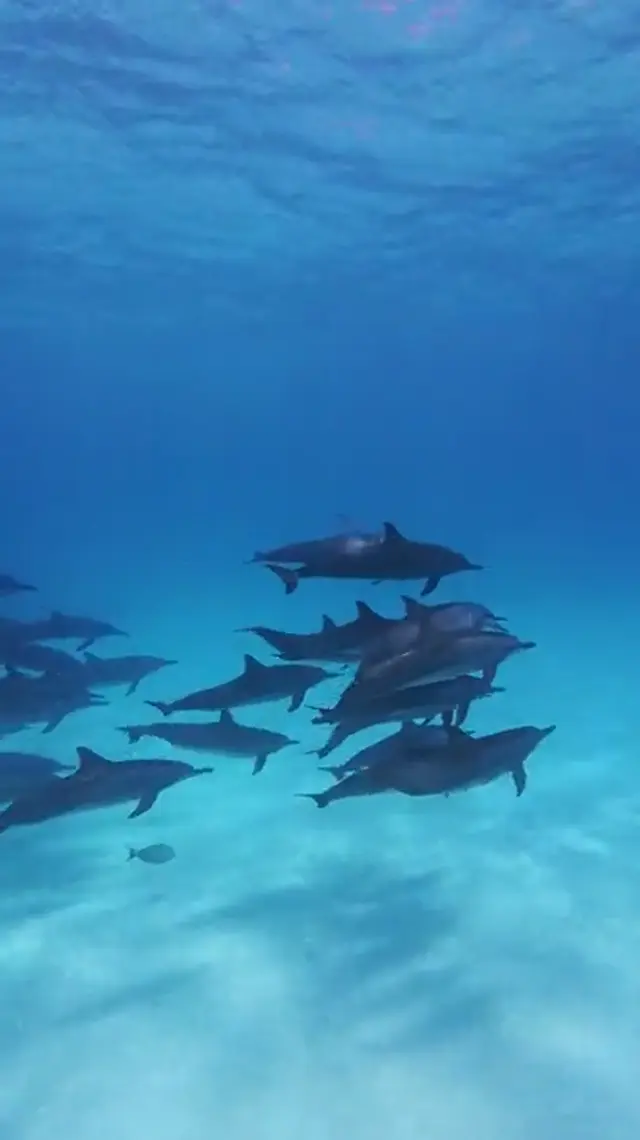 Keyodhoo — video