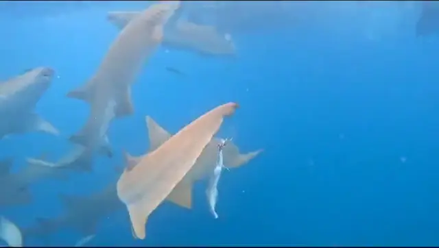 Keyodhoo — video