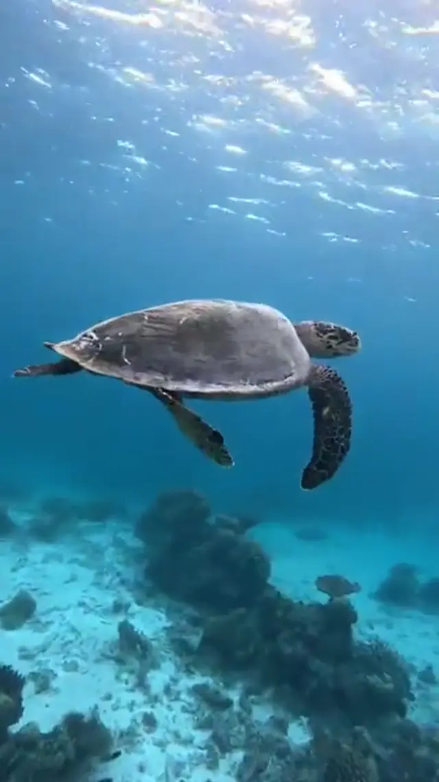 Keyodhoo — video