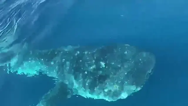 Keyodhoo — video