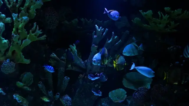 Keyodhoo — video