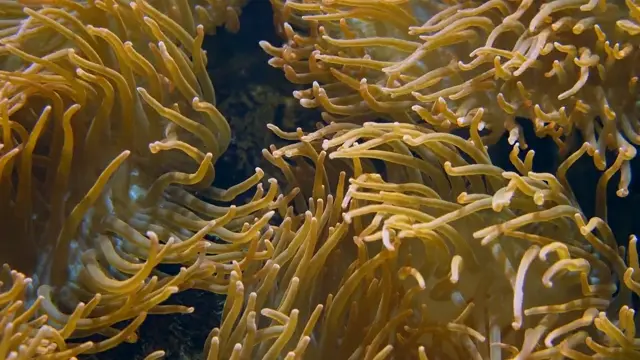Keyodhoo — video