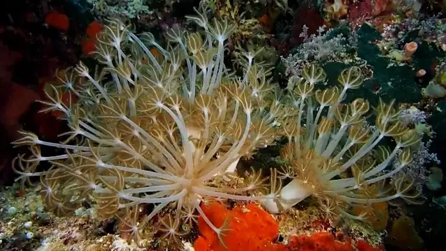 Keyodhoo — video