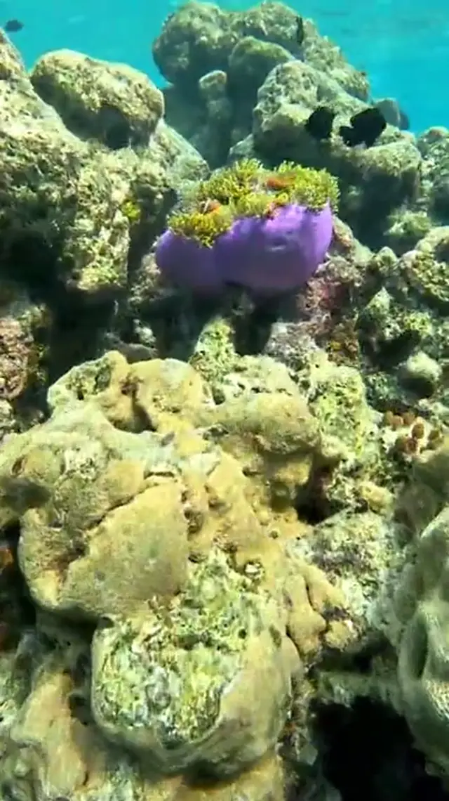 Keyodhoo — video