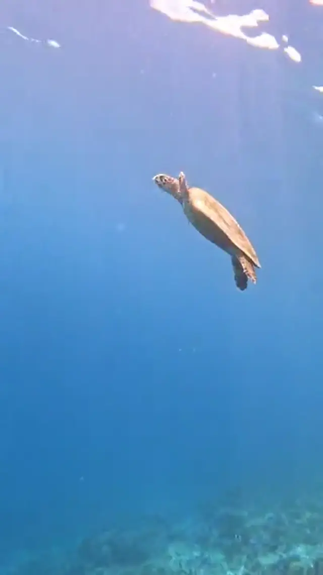 Keyodhoo — video